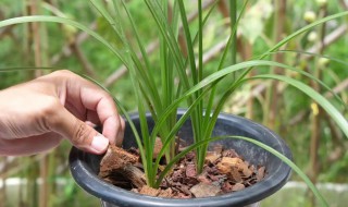 春兰如何养才长的好（春兰怎么养才长得好）