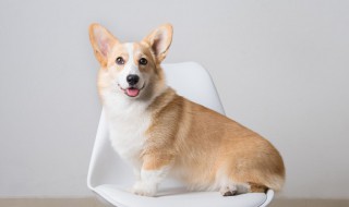 如何养好一只小狗（怎样养好一只狗）