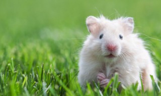 如何养好一只仓鼠（如何养好一只仓鼠?）
