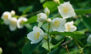 大叶茉莉的养殖方法和注意事项 大叶茉莉的养殖方法和注意事项图片