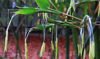 家里竹子开花怎么破（家养竹子开花怎么办）