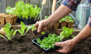 苹果树下种菜怎么种 怎么种苹果树?