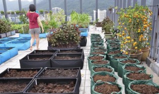 阳台用袋子种土豆 土豆在家里怎么种