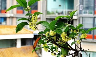 四季桂花在北京如何种植好（四季桂花怎么种植）