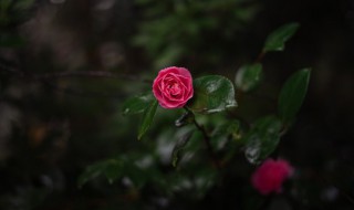 适合种在阳台的花 适合种在阳台的花卉