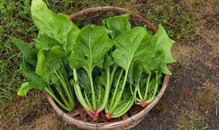 阳台种菠菜的方法（阳台种菠菜的方法和步骤）