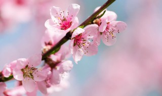 大林寺桃花古诗带拼音 大林寺桃花古诗带拼音版