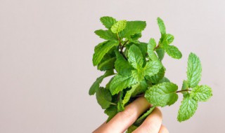 能驱蚊的植物（能驱蚊的植物有哪些）