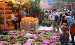 迎春花养殖一个小技巧花开年年爆枝头