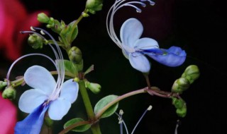 蓝蝴蝶花可以种阳台吗 蓝蝴蝶可以阳台种植吗