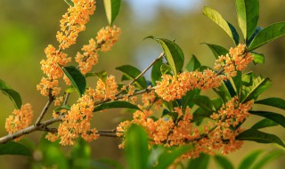 桂花可以种在阳台吗（桂花适合种在阳台吗）