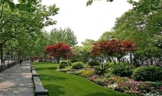 如何种好绿化带植物 适合做绿化带的灌木