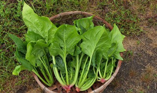 阳台种什么菜比较好（阳台种哪种菜比较好）