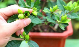 栀子花摘回来要怎么养 栀子花摘下后怎么养