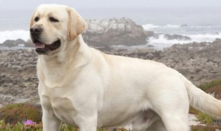 拉布拉多要怎么养 养拉布拉多怎么养