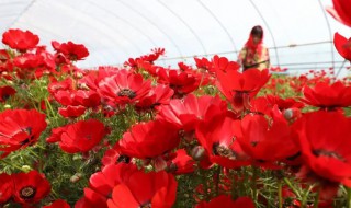 红花怎么种植 红花的种植方法