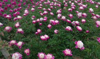 勺药怎么种植（芍药种子种植方法）