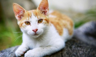 不同月份的猫咪要怎么养（养猫适合从几个月的时候开始养）