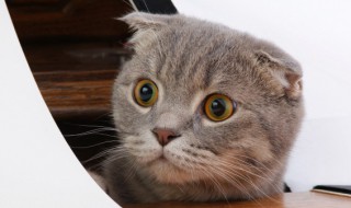 家里来了新猫怎么处理 家里来了新猫原来的猫会怎样