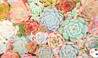 红宝石多肉怎么养 红宝石多肉怎么养才爆棚