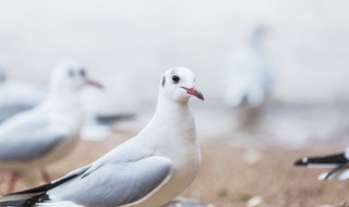 鸽子怎么烧好吃（鸽子汤怎么做好吃又有营养）