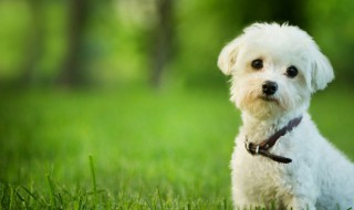 狗臭味怎么除掉（狗臭味怎么清除）