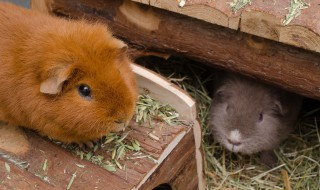 鼠和马相冲怎么化解 鼠和马相冲如何化解