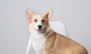 狗狗疫苗怎么保存（狗狗疫苗怎么保存携带）