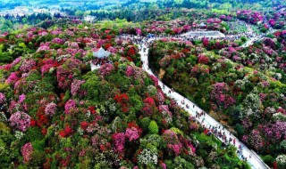 百里杜鹃旅游攻略（毕节百里杜鹃旅游攻略）