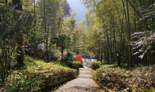 天目山旅游景点攻略 天目山旅游景点攻略 西天目山