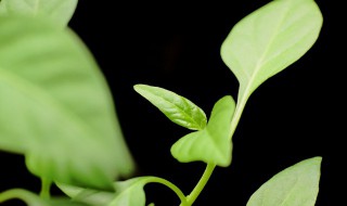 芽苗菜怎么种植 芽苗菜怎么种植长的整齐