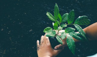 香樟树怎么种植（香樟树怎么种植生长最快）