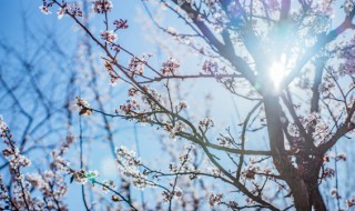 养梅花树要怎么做（如何种梅花树）