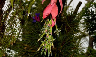 垂花水塔花什么时候开花 垂花水塔花花期