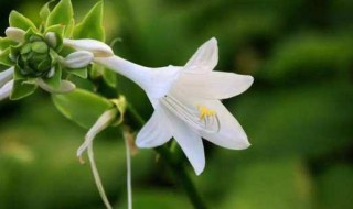 玉簪花什么时候开花（玉簪花开花季节）