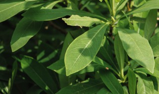 结香花什么时候开花 结香几月份开花