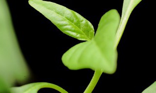 栀子花什么时候长花苞 栀子花啥时候长花苞