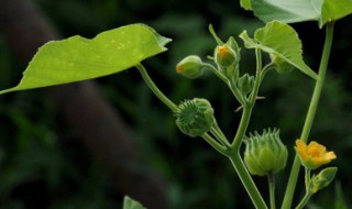 苘麻怎么种（苘麻种植方法）