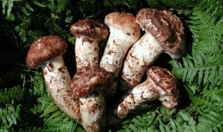 松茸冷冻保存方法（松茸怎么放冷冻怎么储藏）