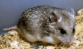 仓鼠养殖注意事项（家养仓鼠注意事项）