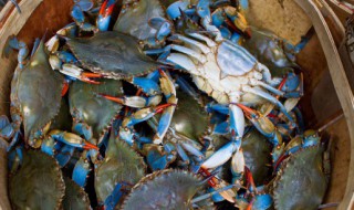 鲜蟹怎么保存方法（鲜海蟹怎么保存方法）