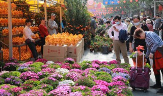 什么花适合阳台种植（哪种花适合阳台种植）