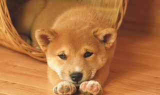 第一次养狗适合养什么（第一次养狗适合养什么狗大型犬）