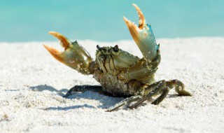 河蟹保存10天方法（河蟹能放多久,储藏方法）