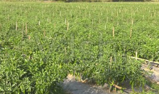 怎样种植辣椒种植辣椒下底肥吗 种植辣椒怎么施底肥