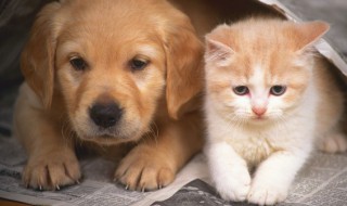 小猫多大可以吃猫粮（小猫多大可以吃猫粮豆瓣）