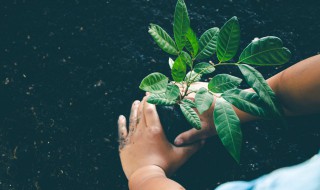 亚磷酸钾果树种植方法 亚磷酸钾在樱桃树上的应用