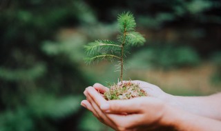 果树种植营养液的配制方法（果树营养液的使用方法）