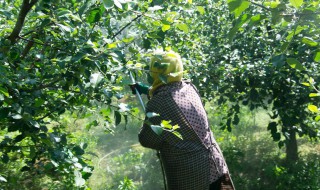 高温果树种植方法 温室果树栽培技术