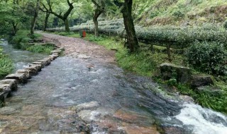 龙井村一日旅游攻略（杭州龙井村一日旅游攻略）